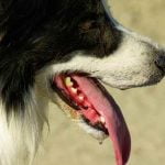 chien qui a des difficultés à respirer