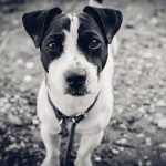 mon chien mord la laisse