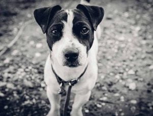 mon chien mord la laisse