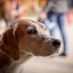 Les vers du coeur chez le chien