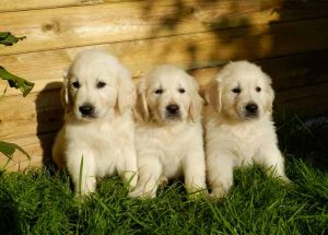 La cheyletiellose touche surtout les jeunes chiens vivant en communauté