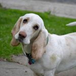 Le basset hound est prédisposé à la dermatite à Malassezia