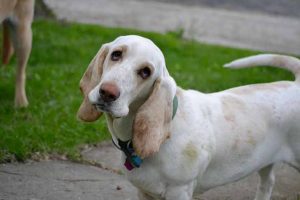 Bouton Blanc Du Chien Aspect Causes Et Traitements