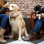 Le Waf 1er bar a chiens d'Europe