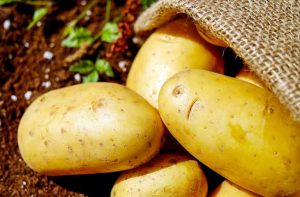 Les pommes de terre crues sont toxiques pour le chien