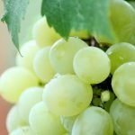 le raisin est toxique pour le chien