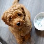 transition alimentaire du chien
