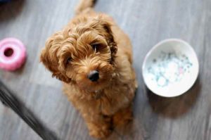 transition alimentaire du chien