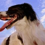 L'essoufflement chez le chien