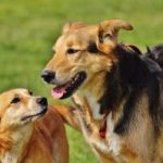 mon chien monte les autres chiens