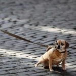 mon chien tire en laisse