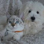 cohabitation-chien-chat