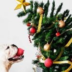 Les dangers des fêtes de fin d'année pour les chiens