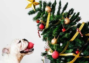 Les dangers des fêtes de fin d'année pour les chiens