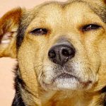 La leucémie chez le chien