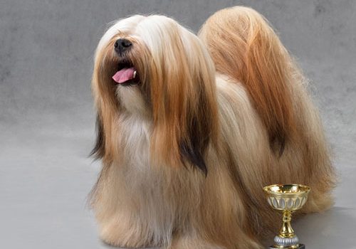 lhassa apso concours beauté