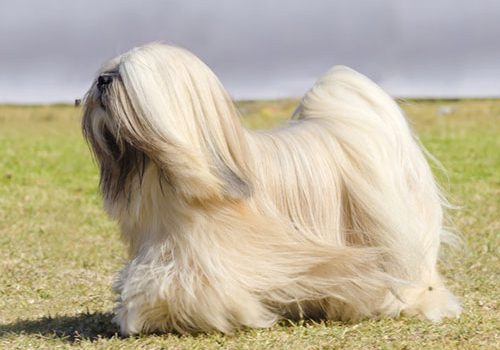 lhassa apso caractère