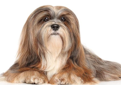 lhassa apso élevage