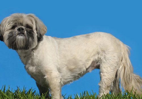 lhassa apso prix