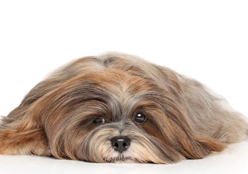 lhassa apso toilettage