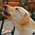 mon chien fait le loup