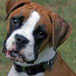 Les polypes du chien