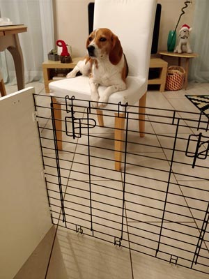 Tartine supervise le montage de la niche