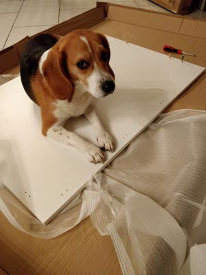 Tartine n'attend pas la fin du montage