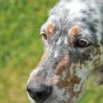 assurer un chien déjà malade