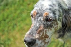 assurer un chien déjà malade