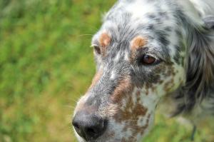 assurer un chien déjà malade