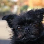 l'assurance chien est-elle obligatoire