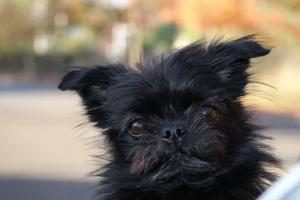 l'assurance chien est-elle obligatoire