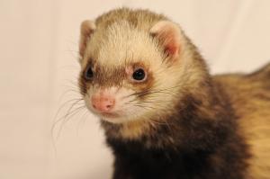 assurance furet