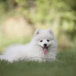 calmer un chiot agité