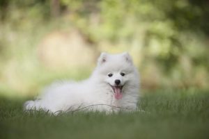calmer un chiot agité