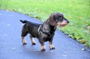 choisir une assurance santé pour chien