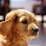 comment choisir son chien