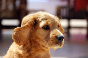 comment choisir son chien