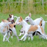 faire cohabiter plusieurs chiens