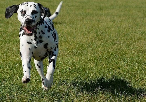 dalmatien en balade