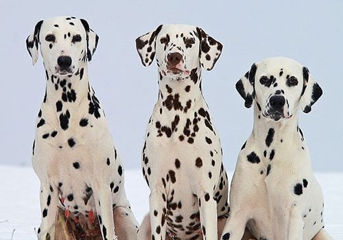 élevage de dalmatien