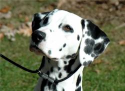 dalmatien