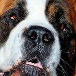 L'ectropion du chien