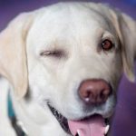 L'entropion du chien