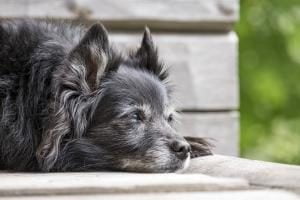 les garanties d'une mutuelle chien