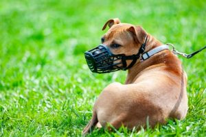 habituer son chien à la muselière