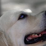 le labrador un chien souvent obèse