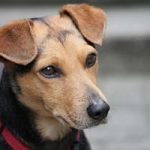 le langage corporel du chien