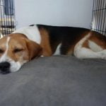 la niche d'intérieur